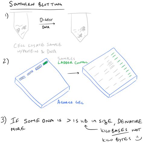 Southern Blot Scientific Method Theory and Guide - SciGine