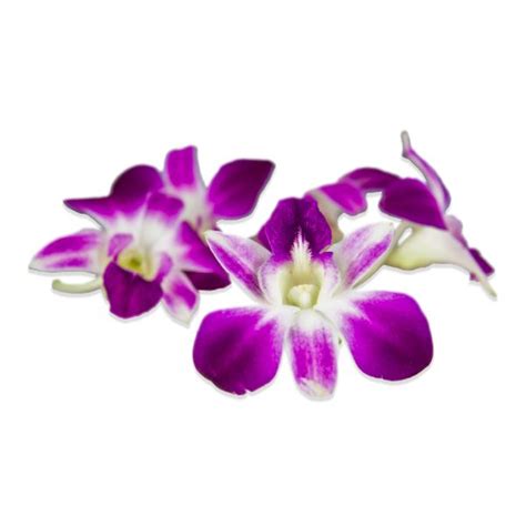 Flor Orquidea 50ct / Flower Orchid Edible 50ct – Coto Distributors