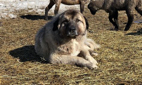 Livestock Guardian Dogs for Improved Protection