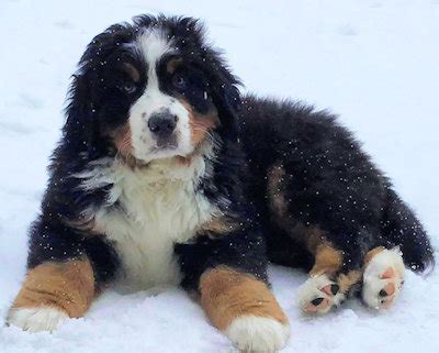 Barkley the Tank | Watch me grow into a handsome man.