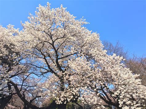 Sakura Spring Japan - Free photo on Pixabay