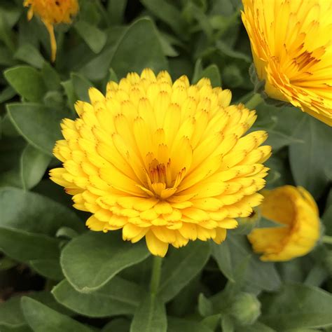 LADY GODIVA® Yellow Calendula - Garden Crossings