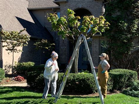 Pollarding - How and When to Use This Tree Pruning Technique