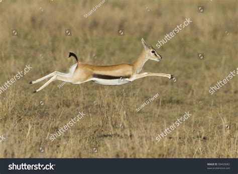 Female Thompsons Gazelle Running Eudorcas Thomsonii Stock Photo ...