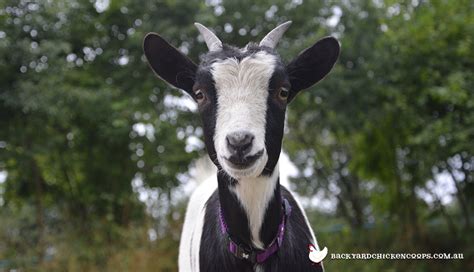 Keeping Miniature Goats as Pets - The Ultimate Guide