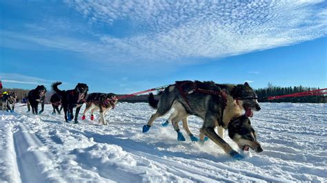 Iditarod 2023: Trailside Tailgating - Part 1 - YouTube