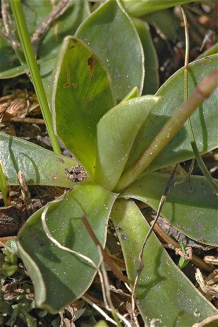 Primula wulfeniana_5 | Primula wulfeniana Wulfen's primrose … | Flickr