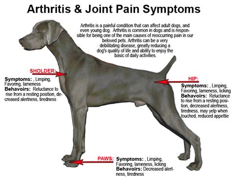 Does your Dog have Arthritis? - DGP For Pets