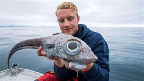 Someone Just Spotted A Fish With Human-Like Face Swimming Around In A Chinese Lake & It's A ...