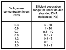 pcr - Possible reasons for DNA getting stuck in well - Biology Stack ...