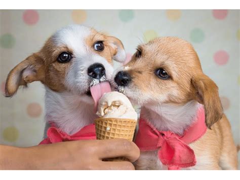 Ice Cream Social for Dogs is Back at Maxwell Dog | Studio City, CA Patch