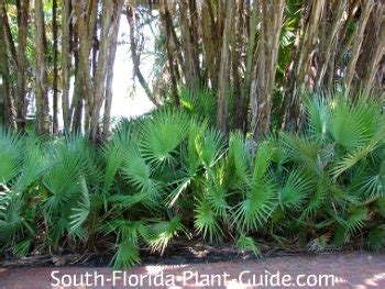 Native Plants of Florida