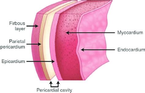 [DIAGRAM] Esophagus Diagram Of The Wall - MYDIAGRAM.ONLINE