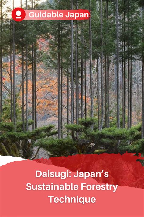 Have you ever heard of daisugi (台杉), an ancient forestry method that Japanese people have been ...