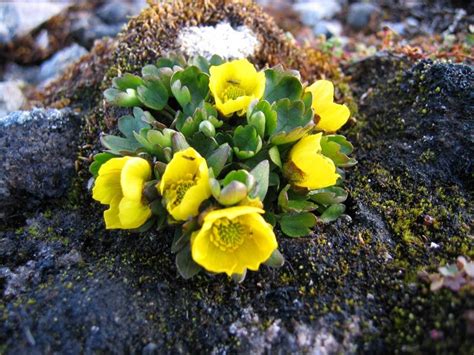 Svalbard's vegetation - The Cruise Handbook for Svalbard | Arctic flowers, Alpine plants, Plants