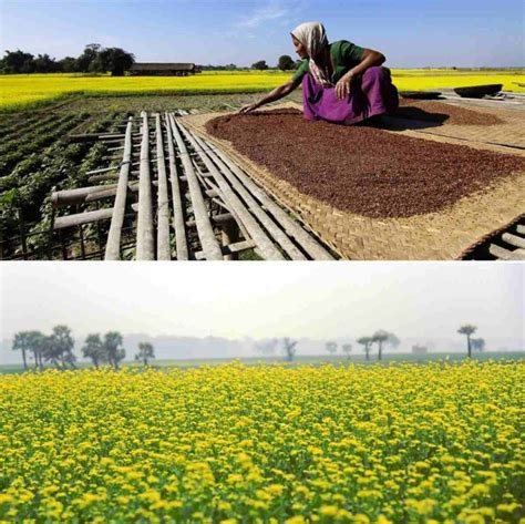 Mustard Cultivation Income, Yield, Poject Report | Agri Farming