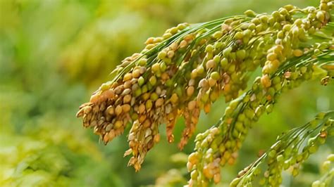 Proso Millet Benefits and Side Effects: The Ultimate Guide - Yummy Valley