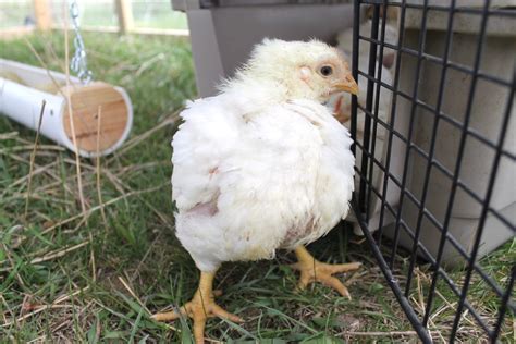 Cornish Cross vs. Freedom Ranger Chickens - From Scratch Farmstead