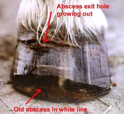 Hoof Abscess Symptoms