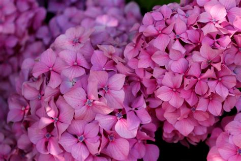 1360x768 wallpaper | pink hydrangeas | Peakpx