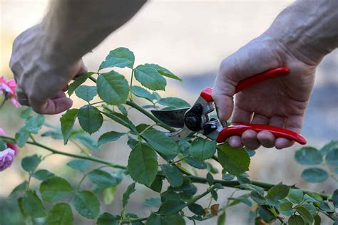 How to Propagate Rose Cuttings in Water | Gardener’s Path