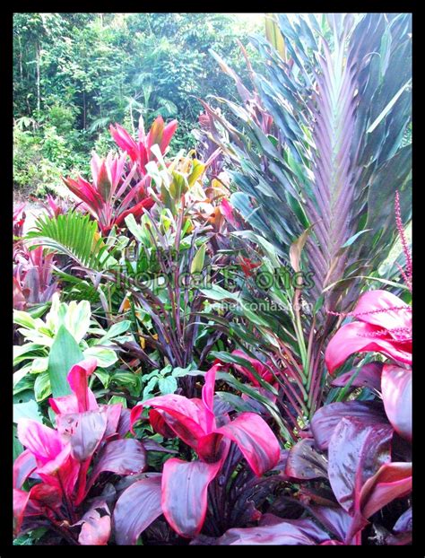 El Arish Tropical Exotics: Lush Tropical Plants for Australia: Best Landscaping Cordylines part ...