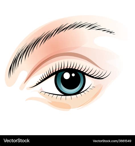 Female eye Royalty Free Vector Image - VectorStock