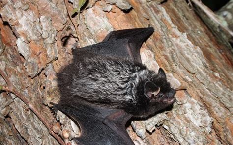 Silver-Haired Bats (Lasionycteris noctivagans) live in the forests of North America and star in ...