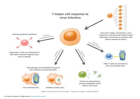 T helper cell response to virus infection — Science Learning Hub