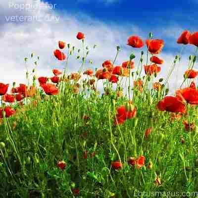 Poppies for Veterans Day (history, when and how to celebrate ...