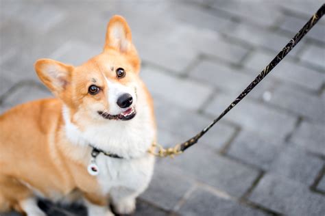 How to Train a Corgi: Corgi Puppy Training Timeline – American Kennel Club