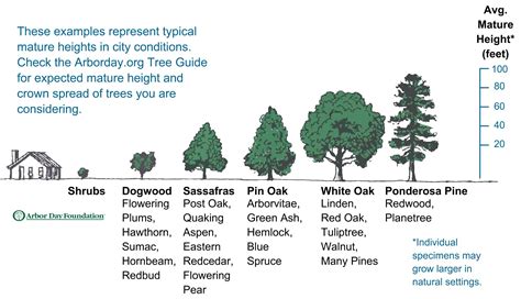 Plant trees to increase the value of your property | cleveland.com