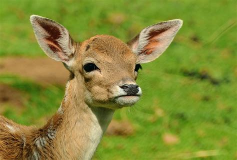 Free photo: Roe Deer, Fawn, Kitz, Young Deer - Free Image on Pixabay - 1586373