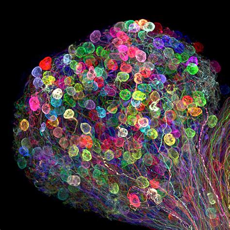 Nikon's Photomicrography contest puts spectacular science under the ...