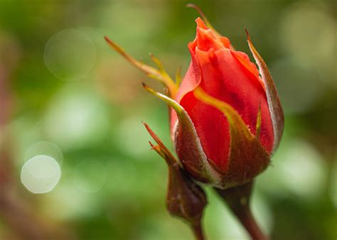 Rosebud Flower: Meaning, Symbolism, and Colors | Pansy Maiden