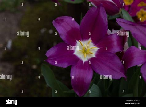 purple flower against dark green background Stock Photo - Alamy