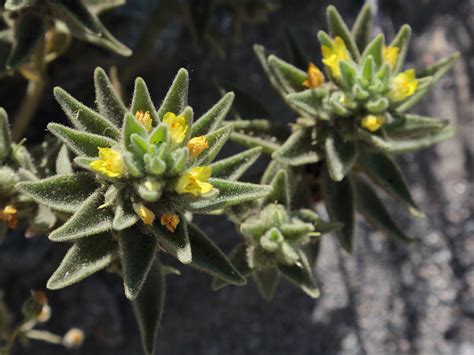 Where To Find The Best Death Valley Wildflowers | I Love The Eastern Sierra