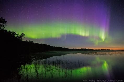 A Northern Night to Remember! Aurora Borealis Dance! | 365 Days of Birds