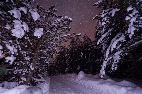 winter night landscape nature forest 11574020 Stock Photo at Vecteezy