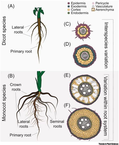 Root Cell Types As An Interface For Biotic Interactions:, 48% OFF