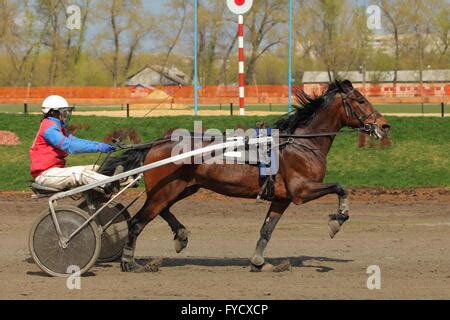 American Standardbred horse trotting in the field Stock Photo - Alamy