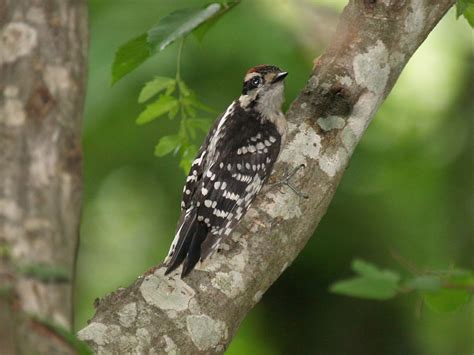 Downy Woodpecker – Geeky Girl Engineer