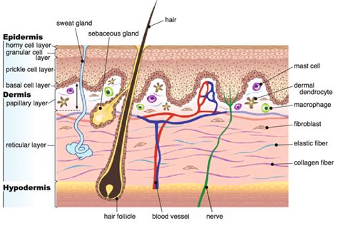 Skin | Definition, Structure And Functions Of Skin