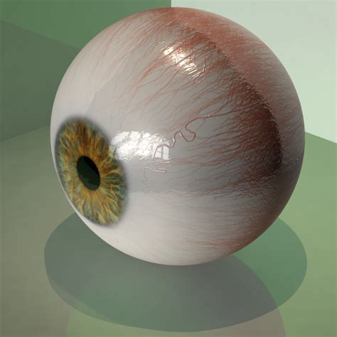 realistic human eye 3d model