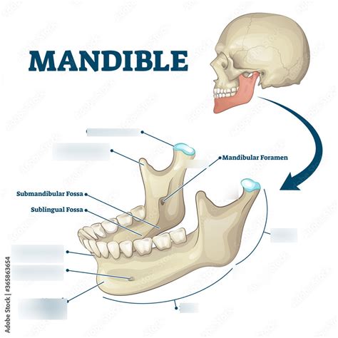 Mandible anatomy Diagram | Quizlet