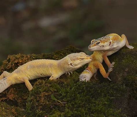 Leopard Gecko Mating Behavior Explained | ZooAwesome