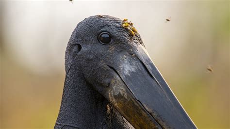 8 Days Pantanal Wildlife - Pantanal Safari Ristour