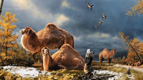 Megatylopus Adaptecus - The Spitting Camel, Survives Murder-Snow & Desert - Creature submission ...