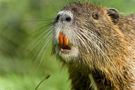 Giant rodents eating Louisiana's coastland | KSL.com