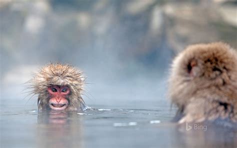 🔥 Free Download Japanese Macaques In Hot Springs Jigokudani Monkey Park Japan by @williamb11 ...